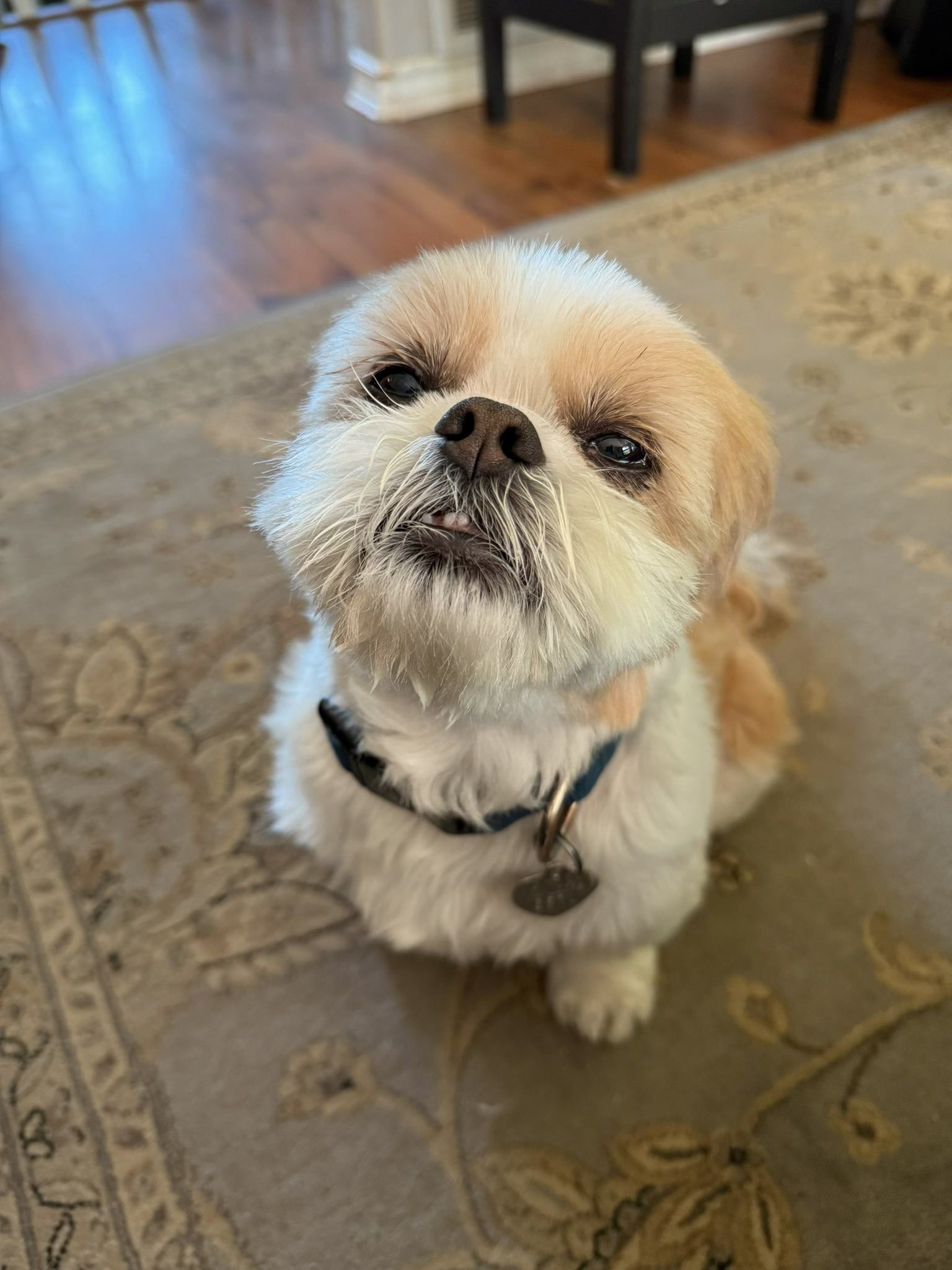 Small fluffy dog relaxing indoors
