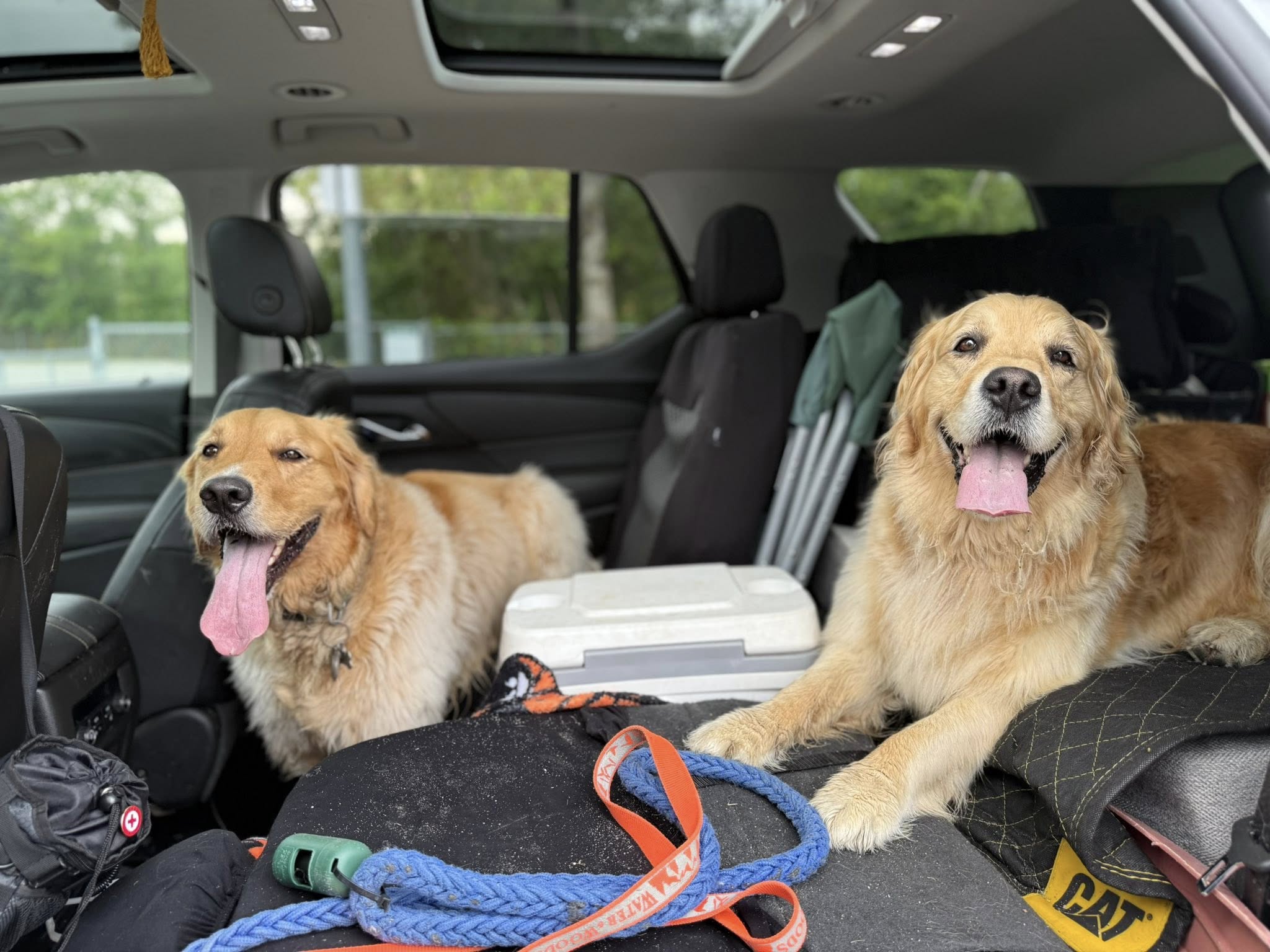 Two golden retrievers riding happily in the car