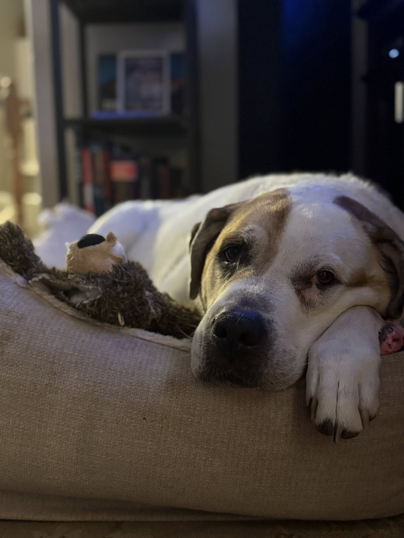 Large dog resting comfortably indoors on a dog bed