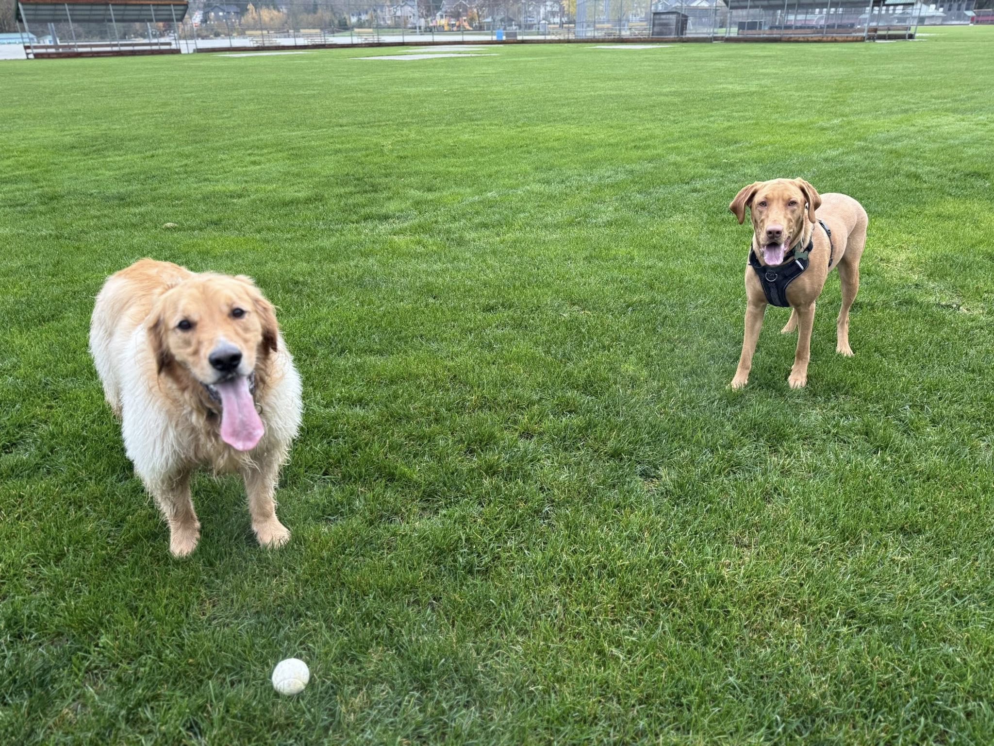 Golden retriever and brown dog standing together in a grassy field