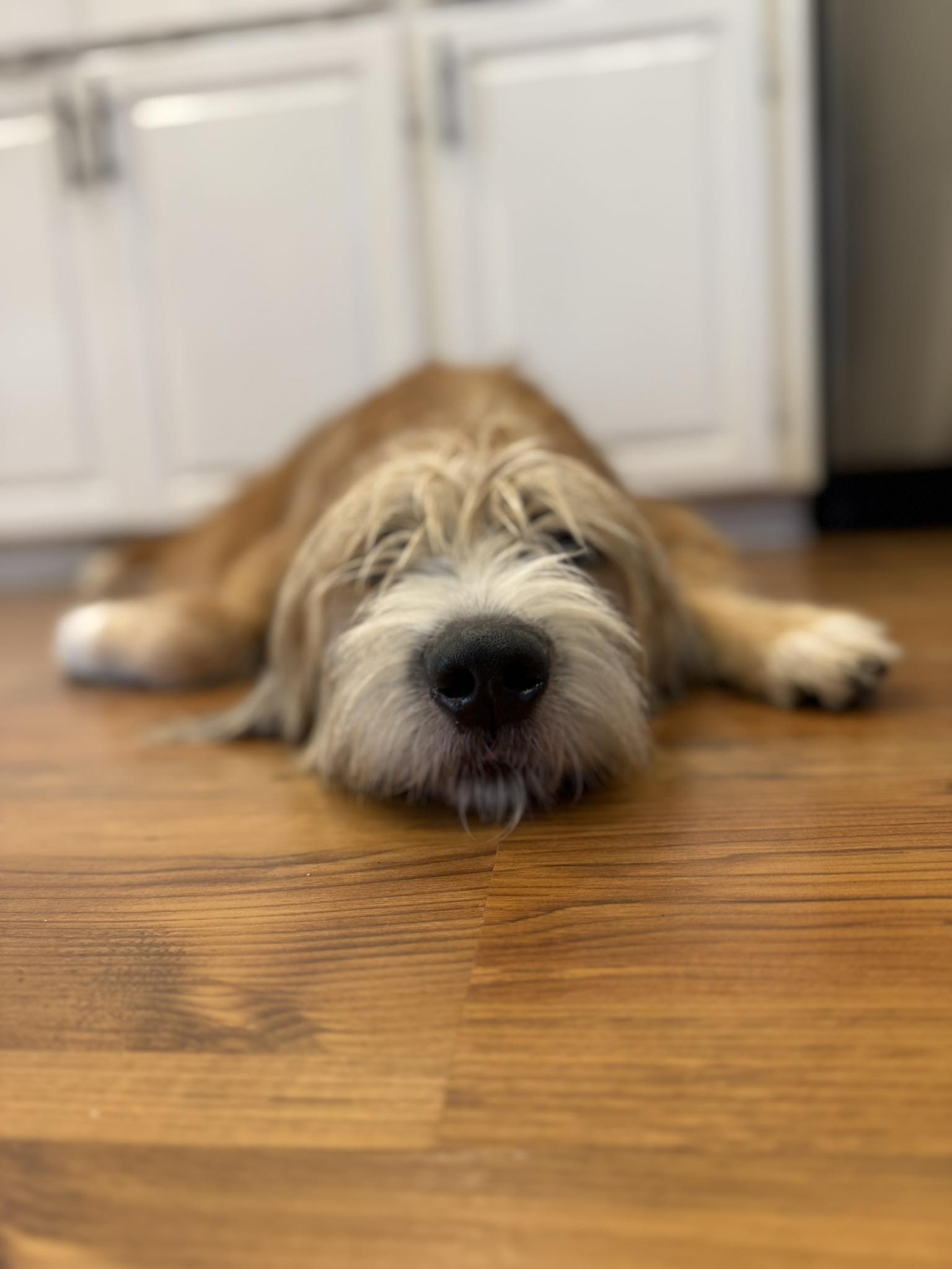 Golden retriever and doodle sitting in the kitchen